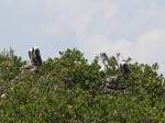 Sanibel Island Wildlife