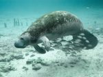 Manatee Park Fort Myers, fl