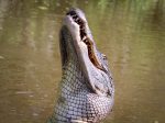 everglades-wildlife-adventure