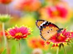 Gopher Rentals - Sanibel Garden