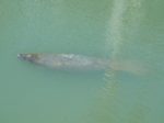 Manatee spotted in marina Sanibel