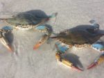 Blue crabs on the beach in Sanibel, FL