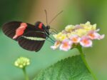 butterfly perched on a flower