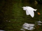 egret flying over water