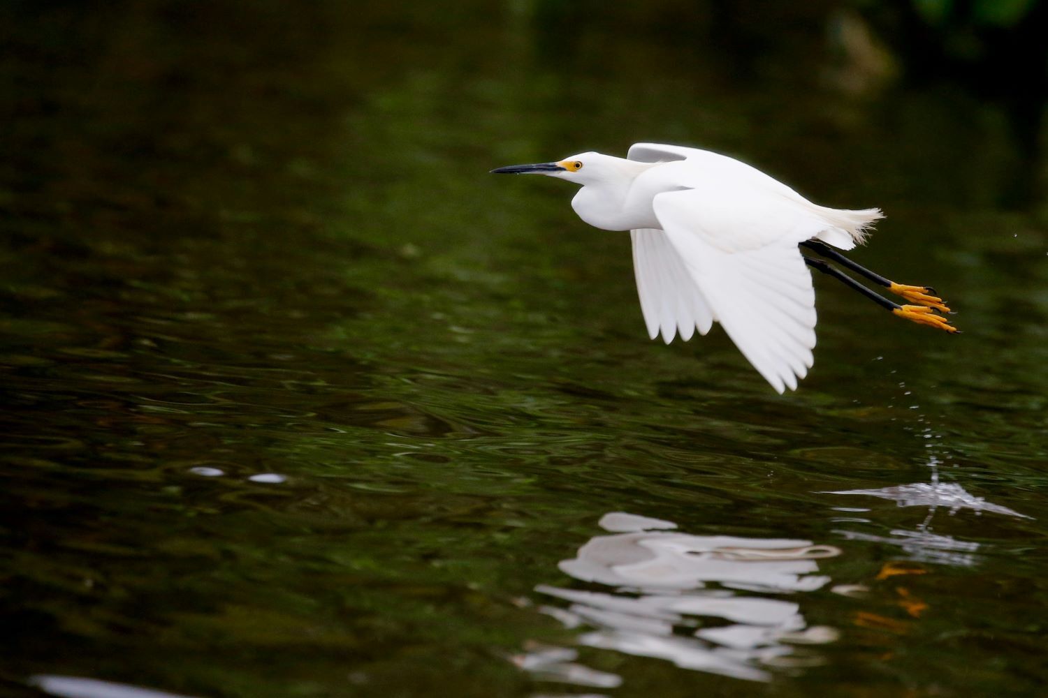 egret flying over water