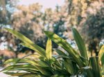 sanibel condo rentals