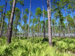 pinewood flats