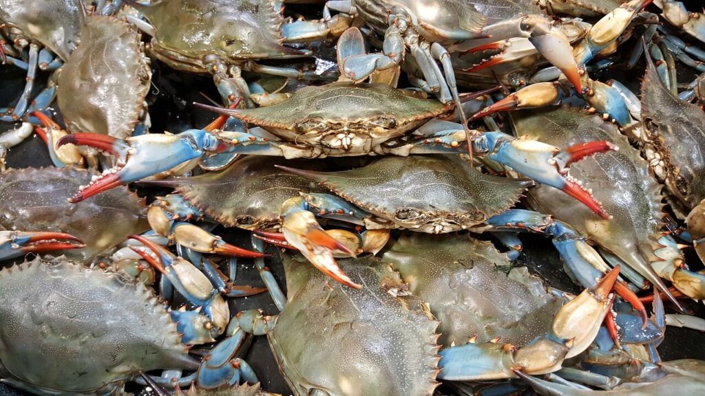 blue crab stack